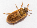 Byturus ochraceus